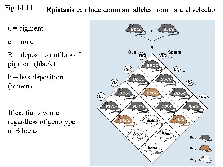 Fig 14. 11 Epistasis can hide dominant alleles from natural selection C= pigment c