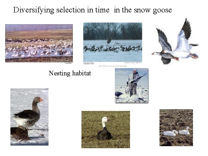 Diversifying selection in time in the snow goose Nesting habitat 