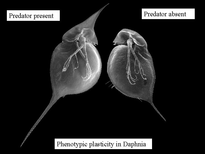 Predator present Predator absent Phenotypic plasticity in Daphnia 