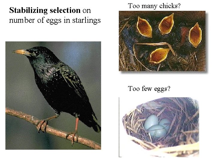 Stabilizing selection on number of eggs in starlings Too many chicks? Too few eggs?