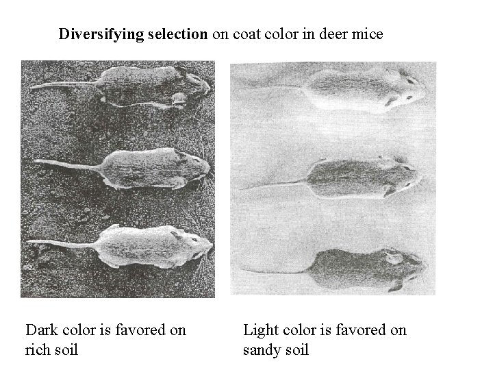 Diversifying selection on coat color in deer mice Dark color is favored on rich