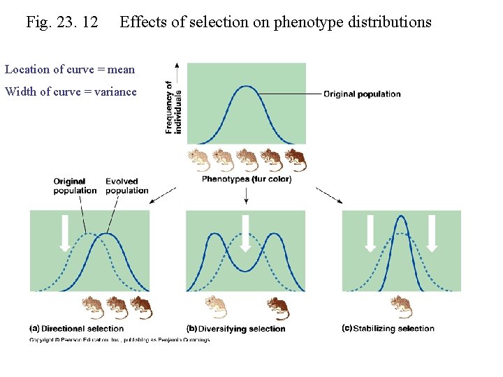 Fig. 23. 12 Effects of selection on phenotype distributions Location of curve = mean