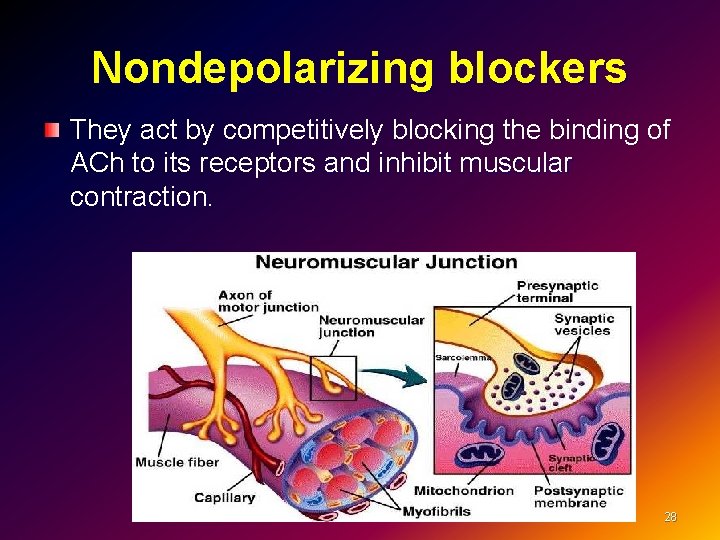 Nondepolarizing blockers They act by competitively blocking the binding of ACh to its receptors