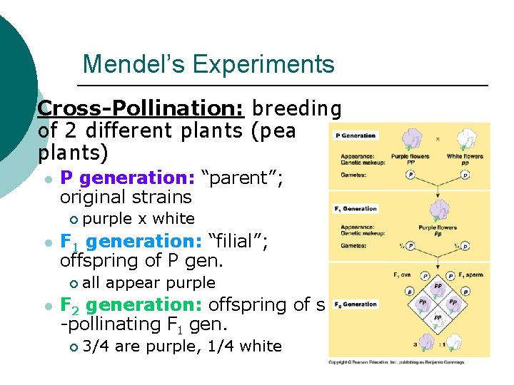 Mendel’s Experiments ¡ Cross-Pollination: breeding of 2 different plants (pea plants) l P generation: