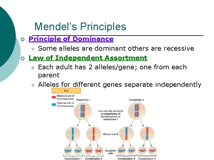 Mendel’s Principles ¡ ¡ Principle of Dominance l Some alleles are dominant others are