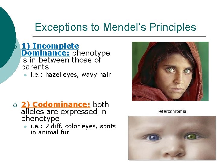 Exceptions to Mendel’s Principles ¡ 1) Incomplete Dominance: phenotype is in between those of