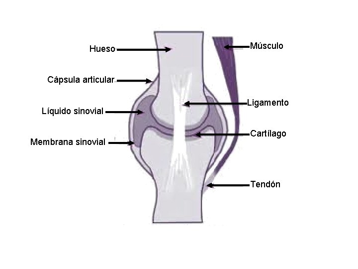 Hueso Músculo Cápsula articular Líquido sinovial Membrana sinovial Ligamento Cartílago Tendón 