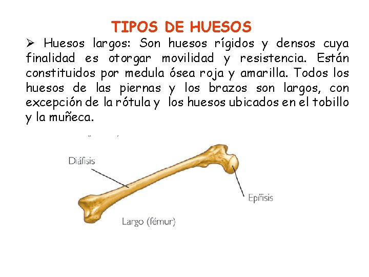 TIPOS DE HUESOS Huesos largos: Son huesos rígidos y densos cuya finalidad es otorgar