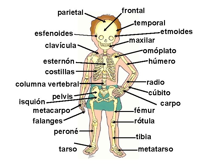 parietal esfenoides clavícula esternón costillas columna vertebral pelvis isquión metacarpo falanges peroné tarso frontal