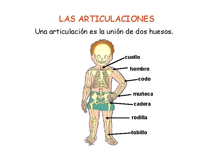 LAS ARTICULACIONES Una articulación es la unión de dos huesos. cuello hombro codo muñeca