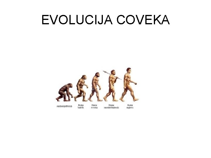 EVOLUCIJA COVEKA 