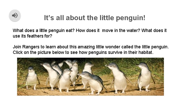 It’s all about the little penguin! What does a little penguin eat? How does