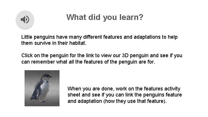 What did you learn? Little penguins have many different features and adaptations to help