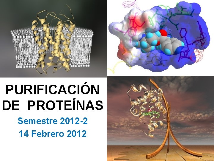 PURIFICACIÓN DE PROTEÍNAS Semestre 2012 -2 14 Febrero 2012 