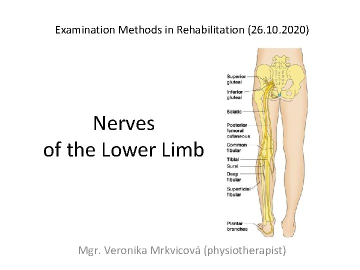 Examination Methods in Rehabilitation (26. 10. 2020) Nerves of the Lower Limb Mgr. Veronika
