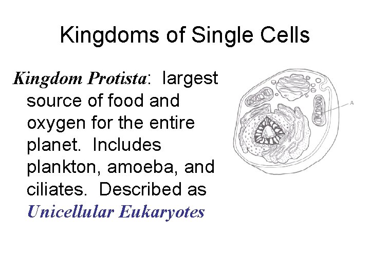 Kingdoms of Single Cells Kingdom Protista: largest source of food and oxygen for the