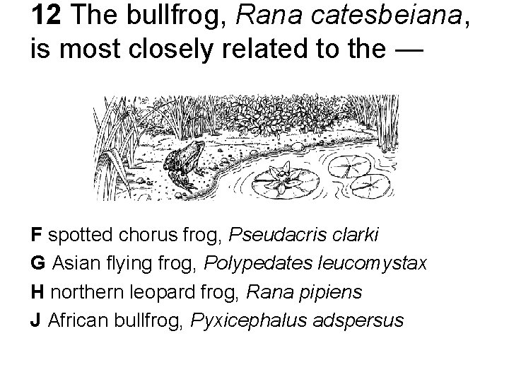 12 The bullfrog, Rana catesbeiana, is most closely related to the — F spotted