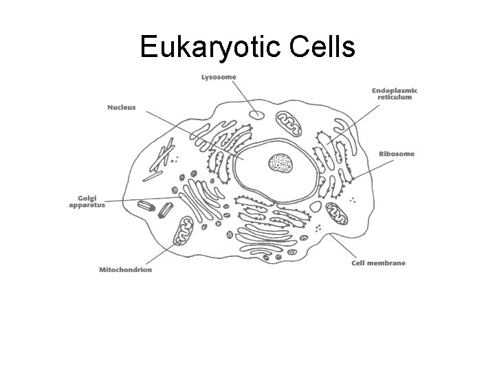 Eukaryotic Cells 