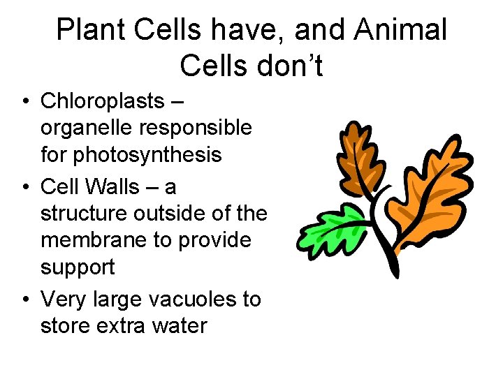 Plant Cells have, and Animal Cells don’t • Chloroplasts – organelle responsible for photosynthesis