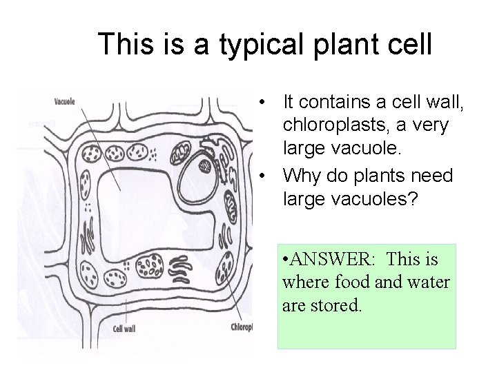 This is a typical plant cell • It contains a cell wall, chloroplasts, a