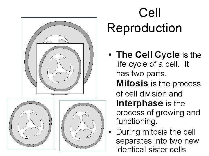  Cell Reproduction • The Cell Cycle is the life cycle of a cell.