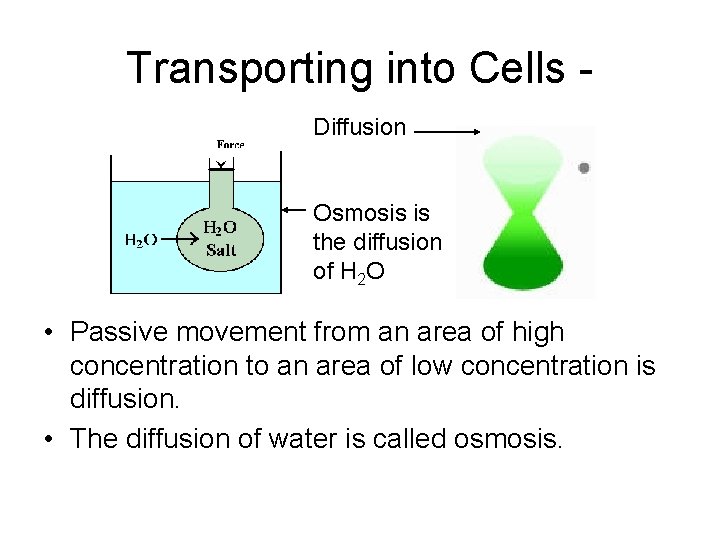 Transporting into Cells - Diffusion Osmosis is the diffusion of H 2 O •