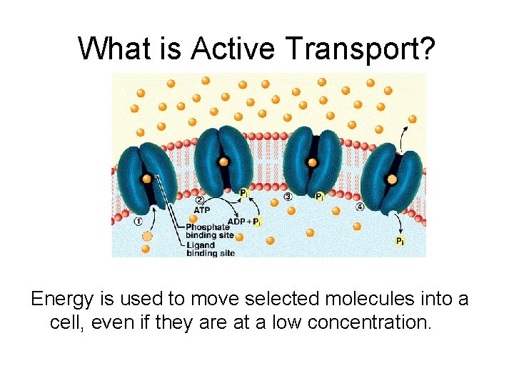  What is Active Transport? Energy is used to move selected molecules into a