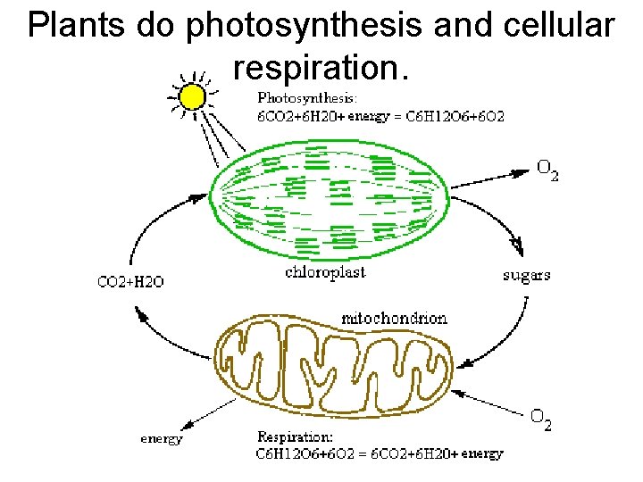 Plants do photosynthesis and cellular respiration. 