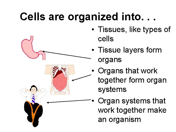 Cells are organized into. . . • Tissues, like types of cells • Tissue