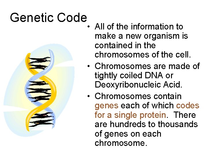  Genetic Code • All of the information to make a new organism is