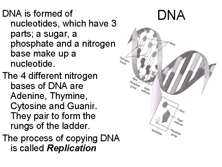 DNA is formed of nucleotides, which have 3 parts; a sugar, a phosphate and