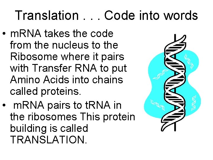  Translation. . . Code into words • m. RNA takes the code from