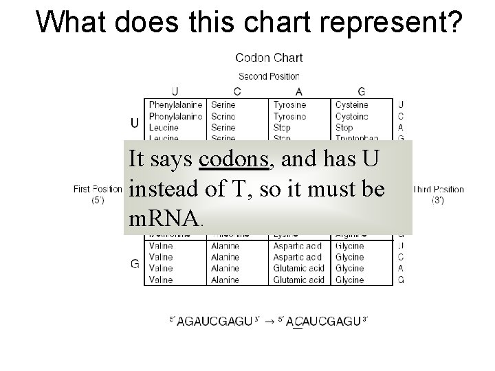 What does this chart represent? It says codons, and has U instead of T,