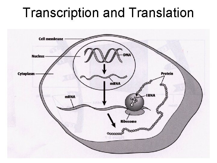 Transcription and Translation 