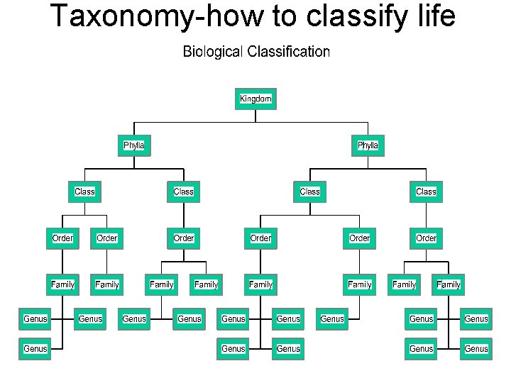 Taxonomy-how to classify life 