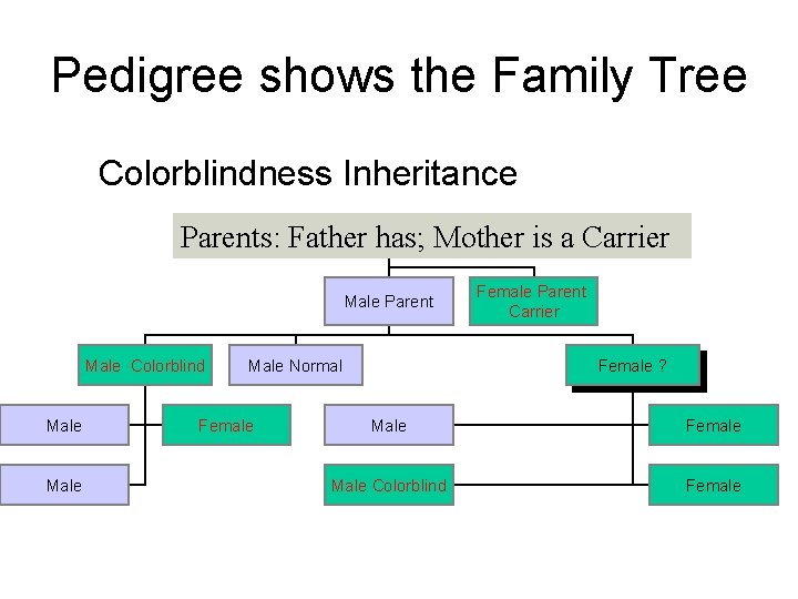 Pedigree shows the Family Tree Colorblindness Inheritance Parents: Father has; Mother is a Carrier