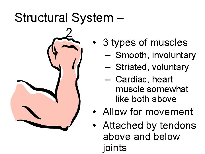 Structural System – 2 • 3 types of muscles – Smooth, involuntary – Striated,