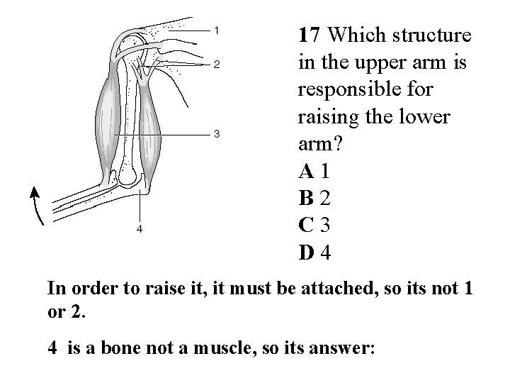 17 Which structure in the upper arm is responsible for raising the lower arm?