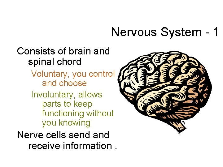 Nervous System - 1 Consists of brain and spinal chord Voluntary, you control and