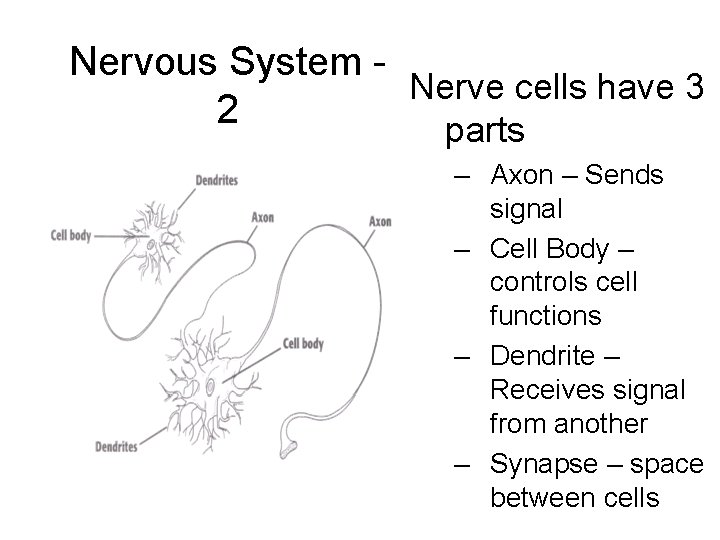 Nervous System - Nerve cells have 3 2 parts – Axon – Sends signal