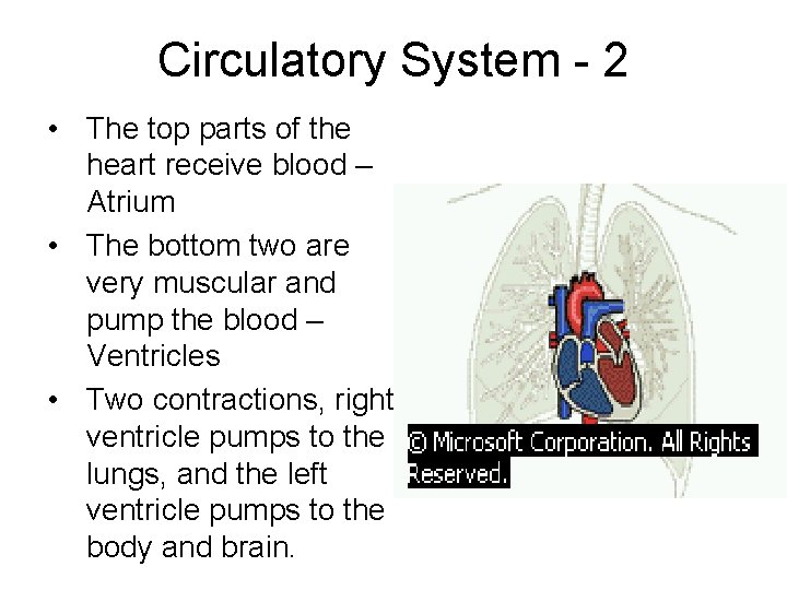 Circulatory System - 2 • The top parts of the heart receive blood –