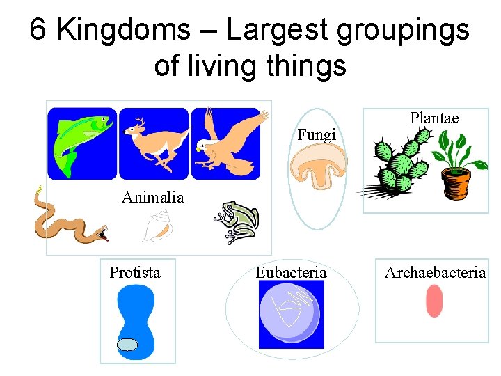 6 Kingdoms – Largest groupings of living things Fungi Plantae Animalia Protista Eubacteria Archaebacteria