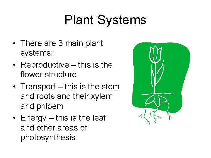 Plant Systems • There are 3 main plant systems: • Reproductive – this is
