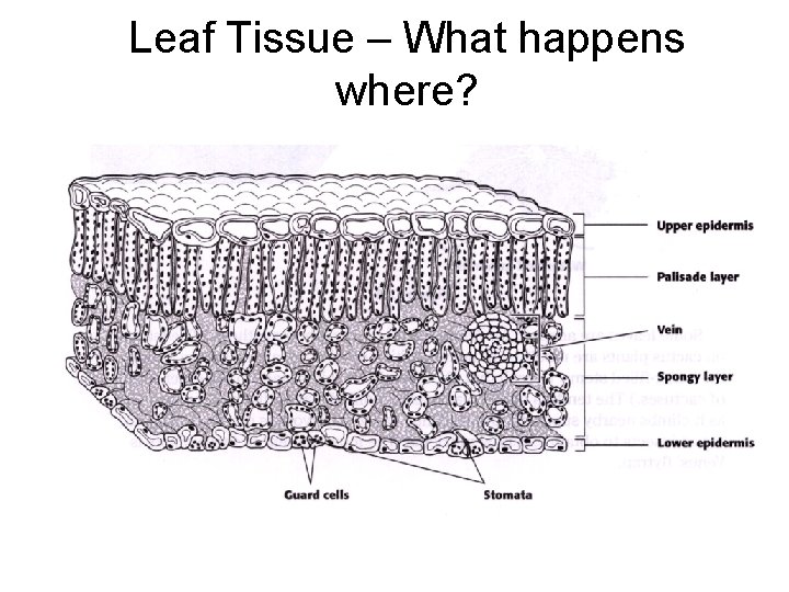 Leaf Tissue – What happens where? 