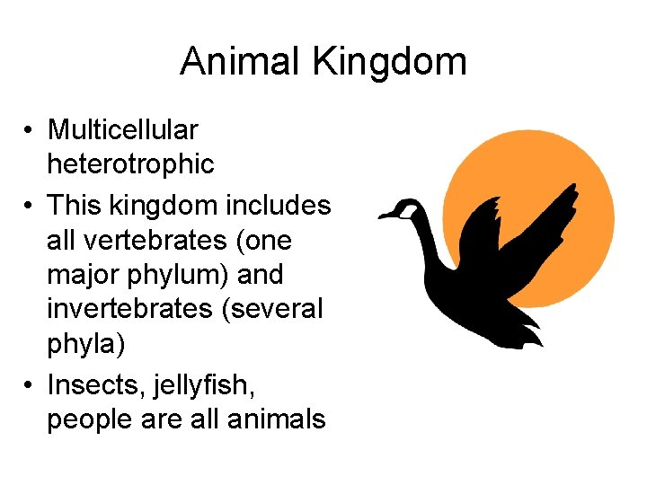 Animal Kingdom • Multicellular heterotrophic • This kingdom includes all vertebrates (one major phylum)