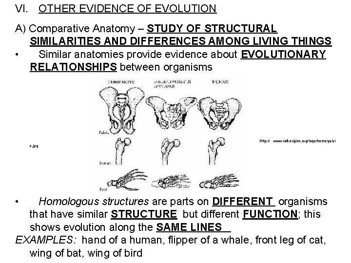 VI. OTHER EVIDENCE OF EVOLUTION A) Comparative Anatomy – STUDY OF STRUCTURAL SIMILARITIES AND