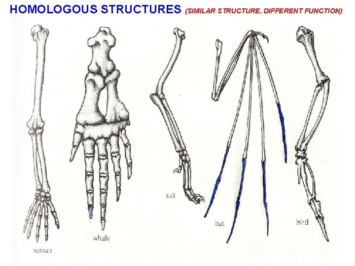 HOMOLOGOUS STRUCTURES (SIMILAR STRUCTURE, DIFFERENT FUNCTION) 