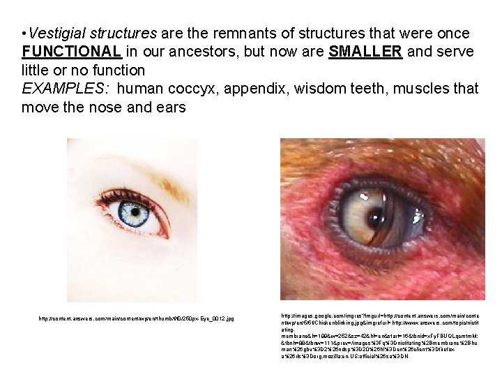  • Vestigial structures are the remnants of structures that were once FUNCTIONAL in