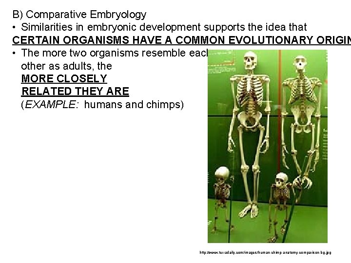 B) Comparative Embryology • Similarities in embryonic development supports the idea that CERTAIN ORGANISMS