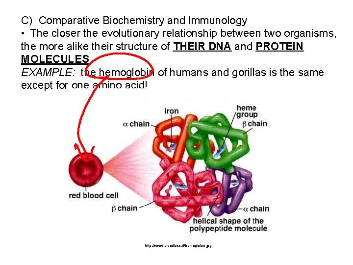C) Comparative Biochemistry and Immunology • The closer the evolutionary relationship between two organisms,